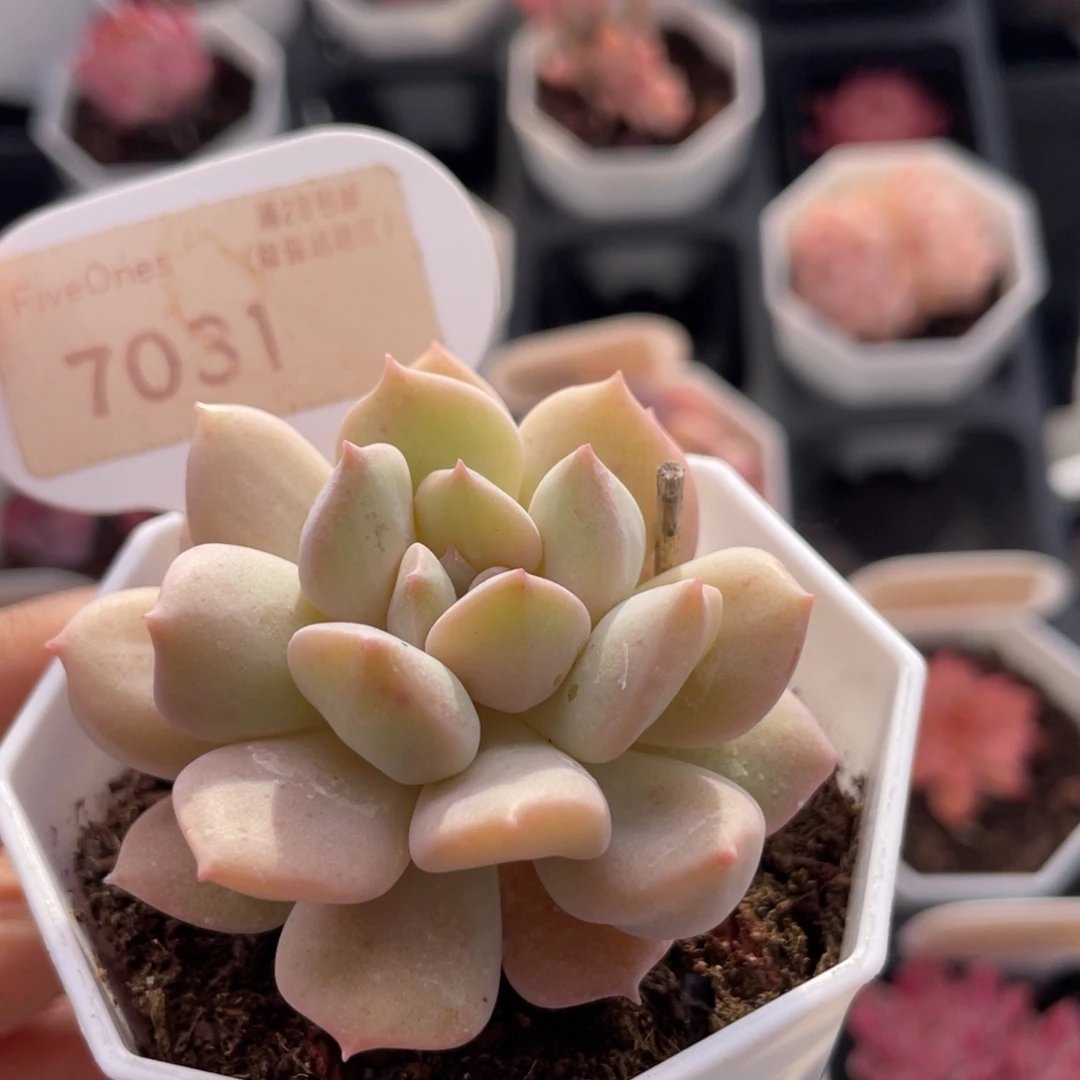 超奶7031-5.5厘米