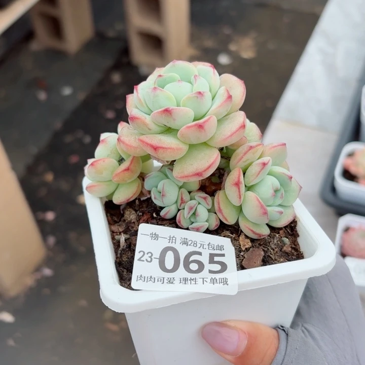 白底香草无盆土发货无