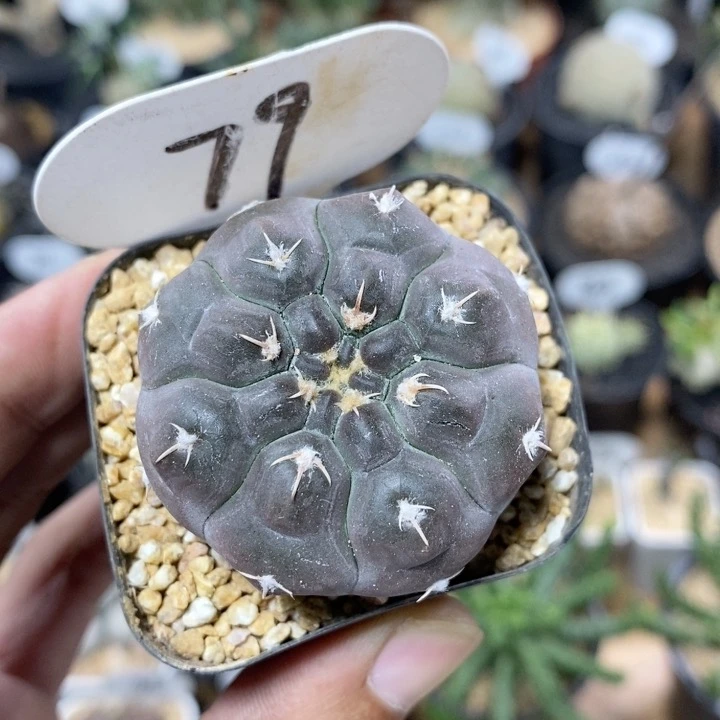 79号实生铅皮4.3cm