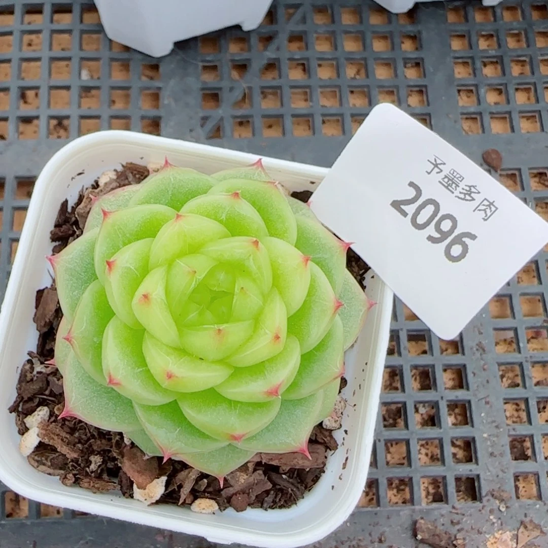 杜若珍妮，2096多肉植物
