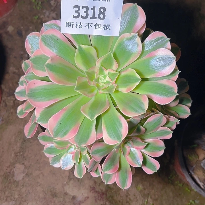 3318粉女郎多肉植物