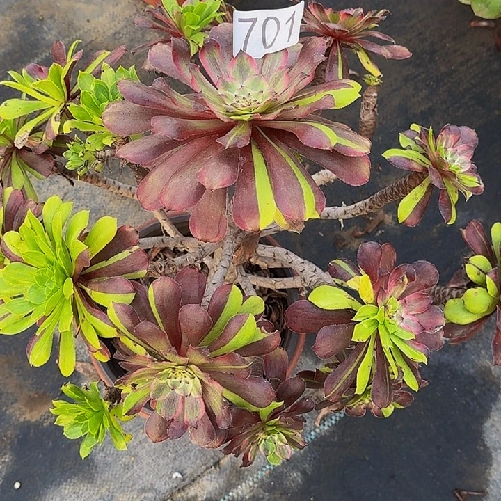 000000000000701粉黛