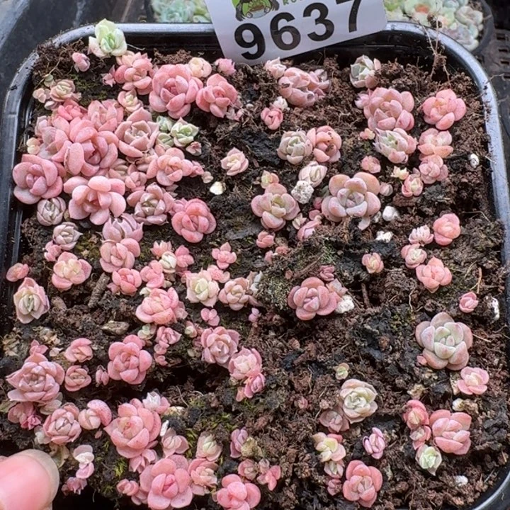 当前无花朵，栽培后可花朵多肉植物多肉植物