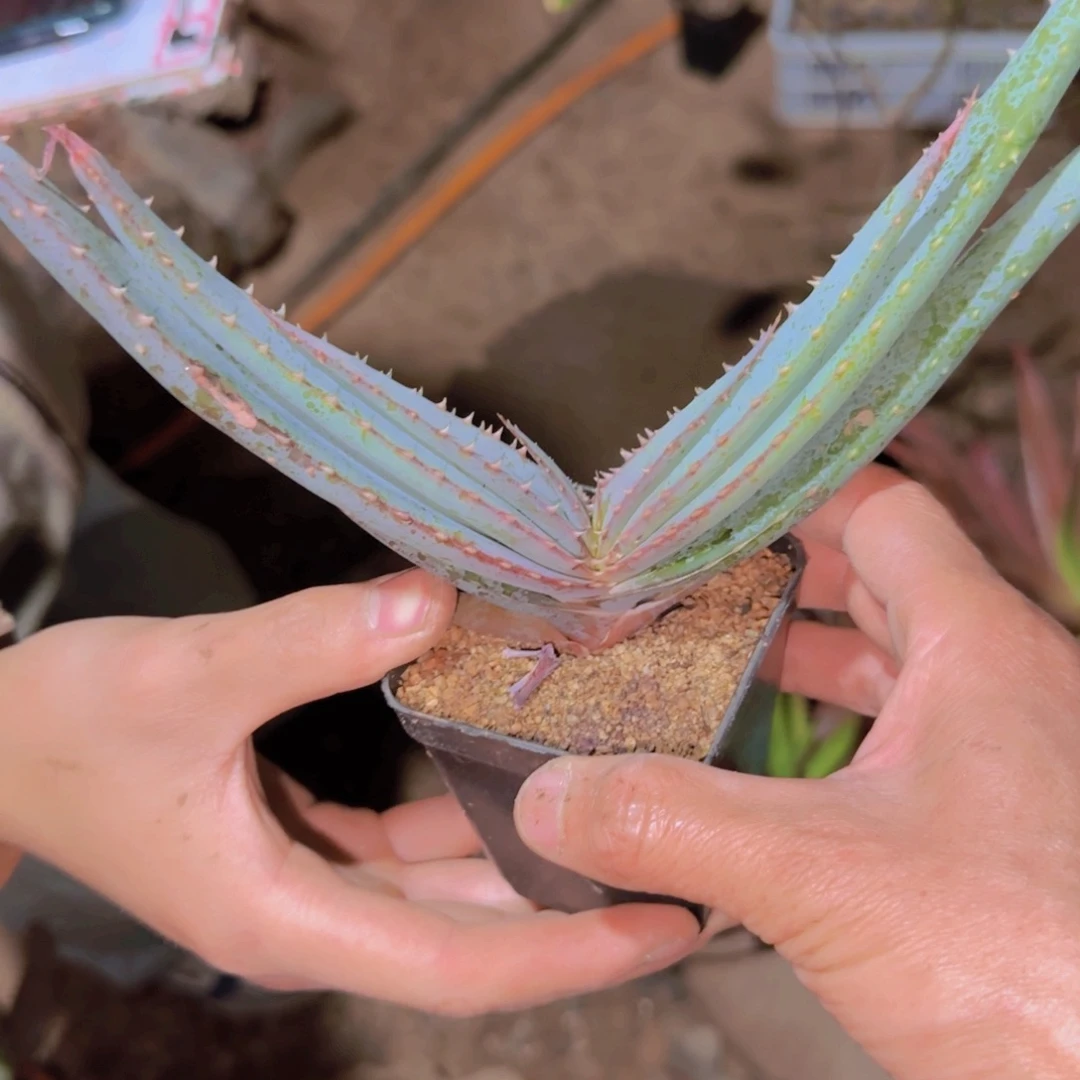 块根植物块根植物块根