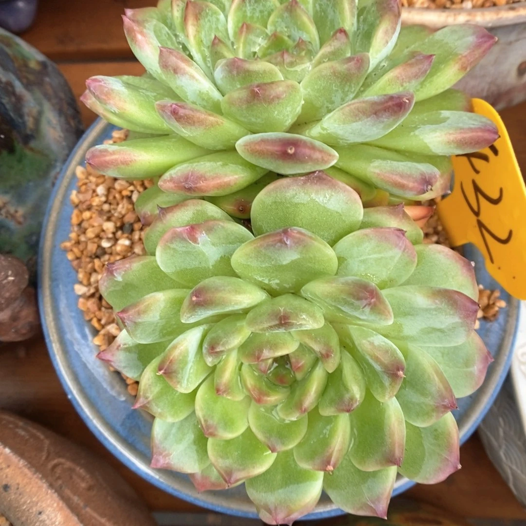 抹茶冰魄可拍432号