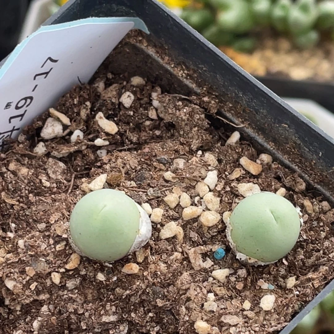 19-17小鸽子蛋多肉植物