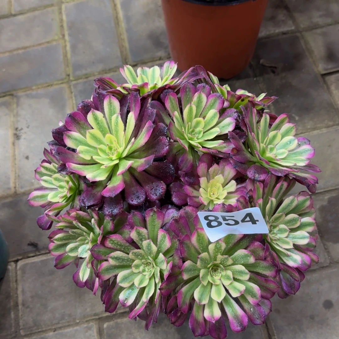 多肉植物854辉煌 法师