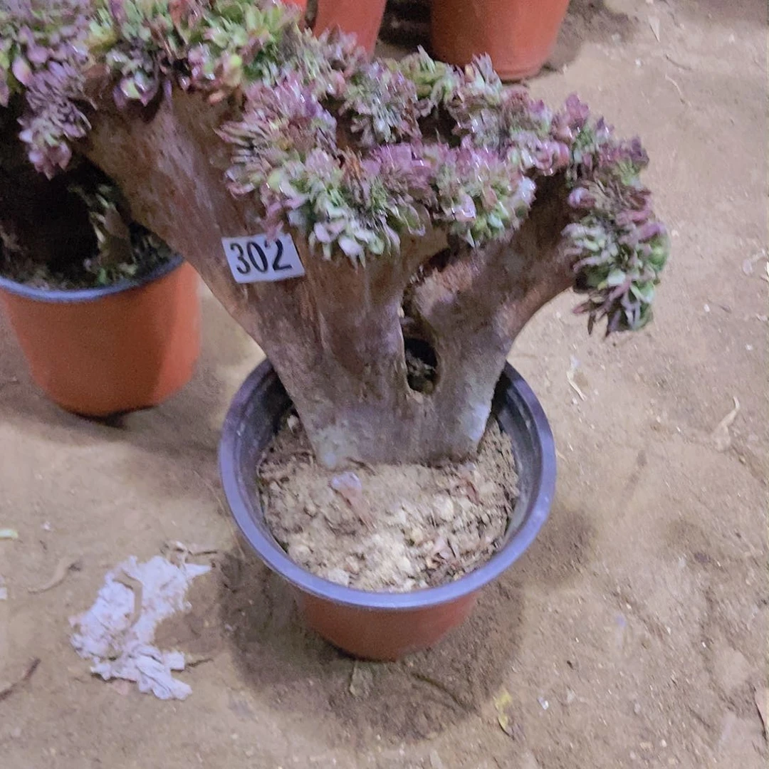 大*光302万缀老板子法师缀微瑕疵