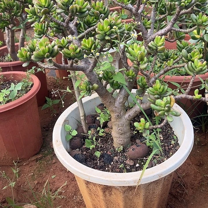 地***戈多肉植物实物直播实物78