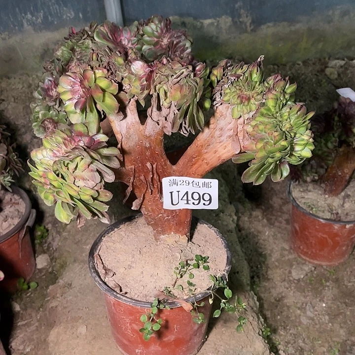 499抹茶缀     多肉植物