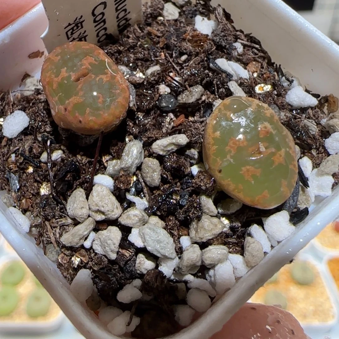 肉锥多肉植物百科-泡泡勋1551