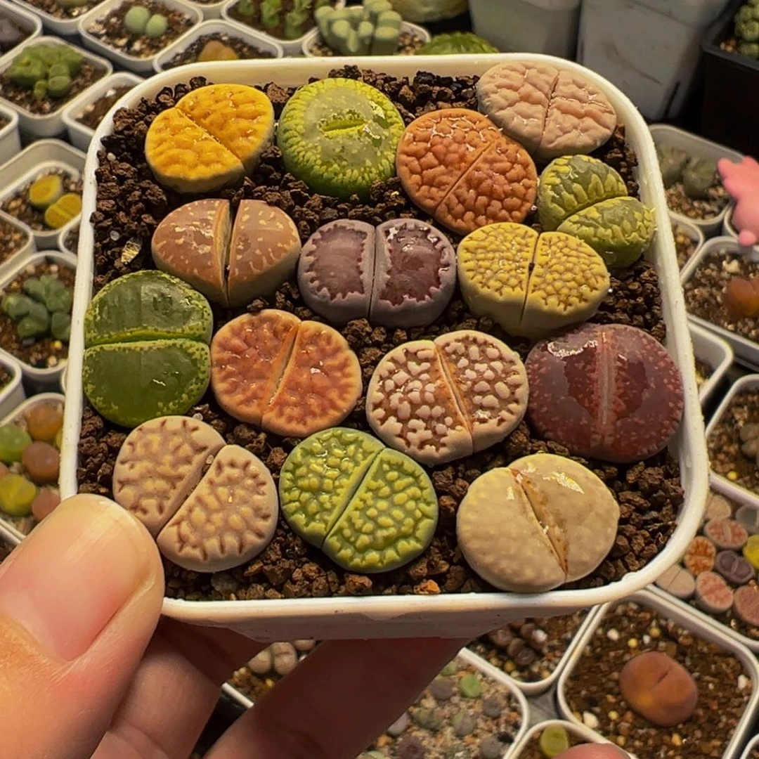 045多肉植物种类多样