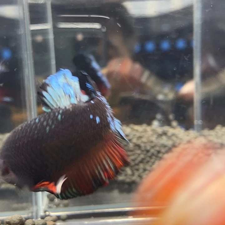 斗鱼黑108号巨否将军