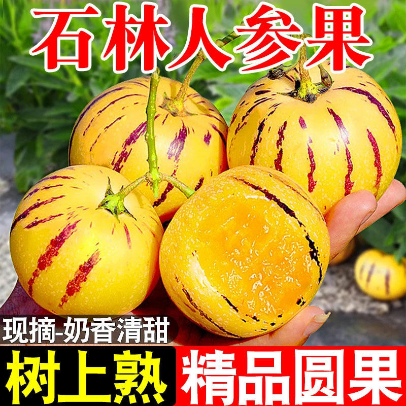 云南石林树上熟黄肉果新鲜多汁清甜可口当季水果人参果