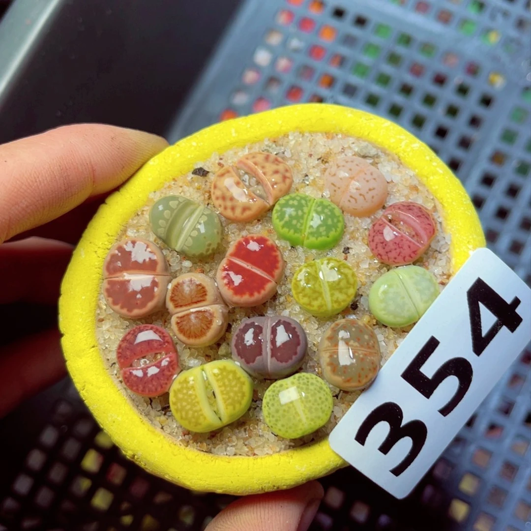 354生石花带盆发