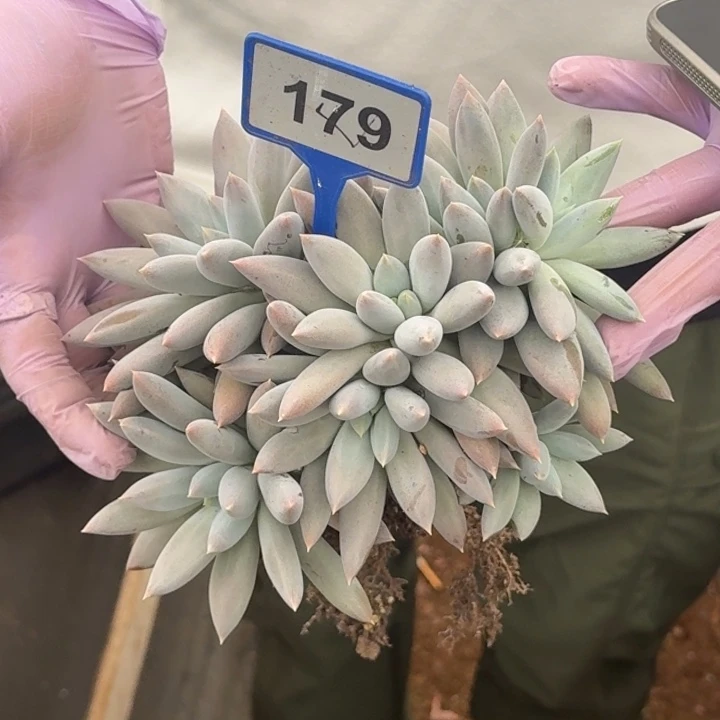 多肉植物哥特群179