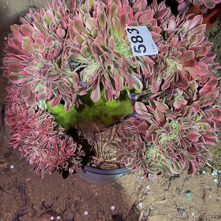 583糖果菊多肉植物不售后