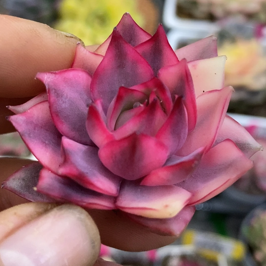 431头盖哈哈哈哈哈哈