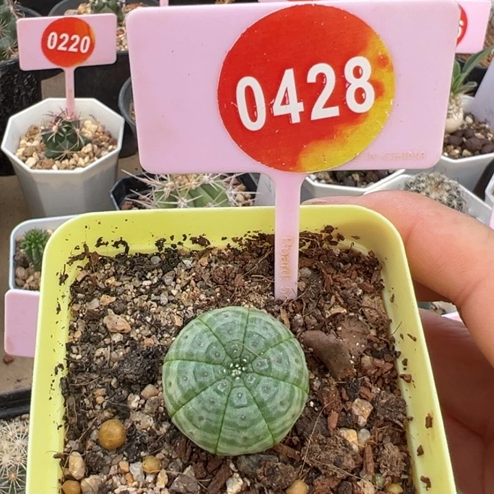 实生龟甲神玉布纹球0373