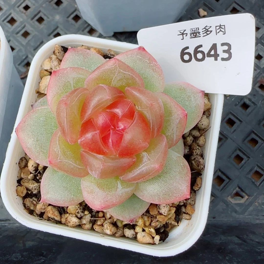 追月，6643多肉植物