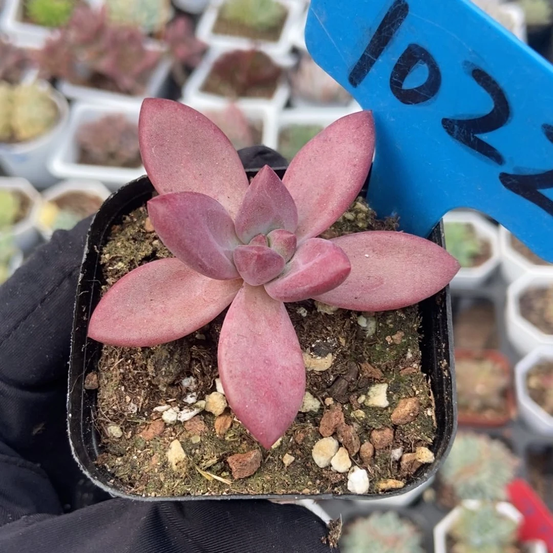 1022赫菲多肉植物保护