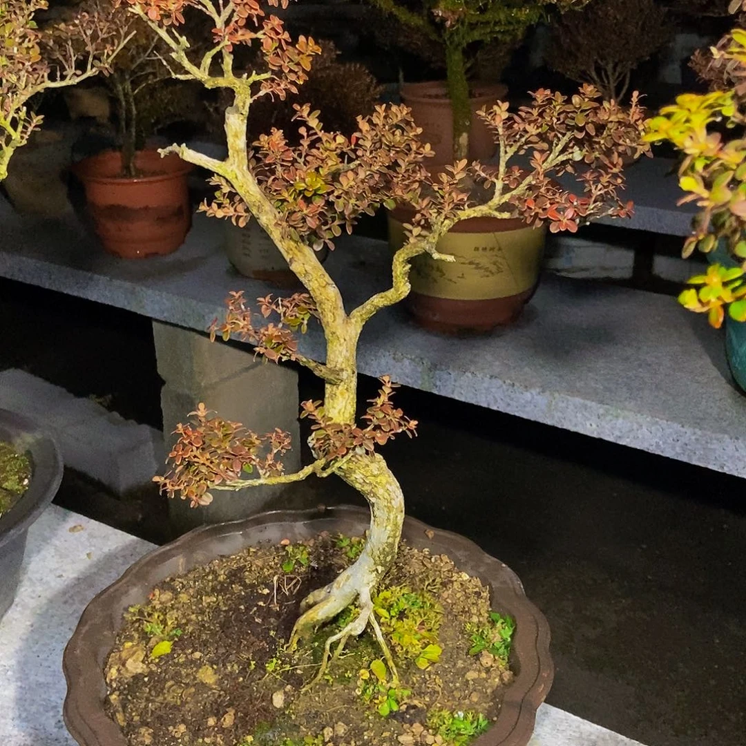 招***宝安徽大别山珍珠黄杨