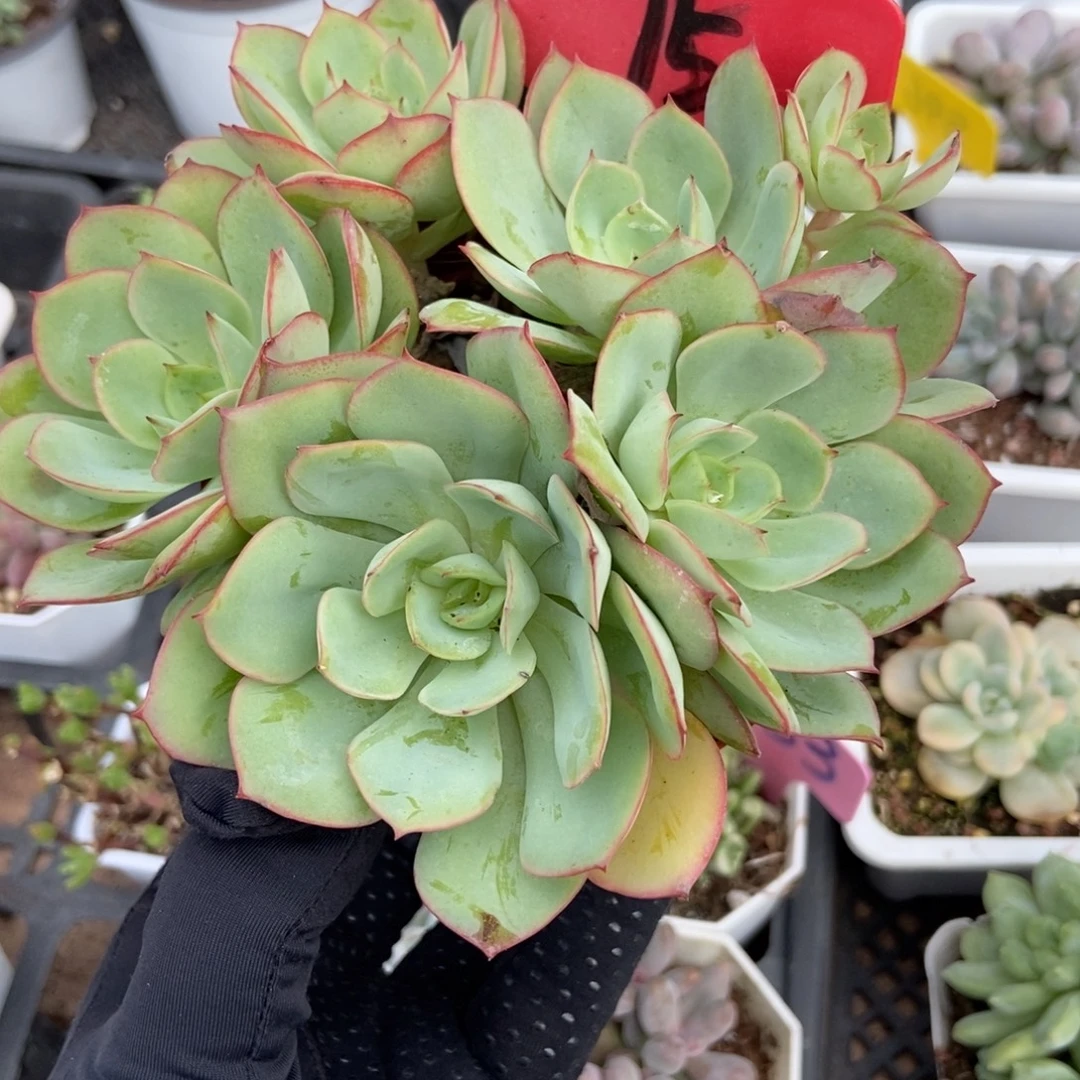 15牡丹亭多肉植物