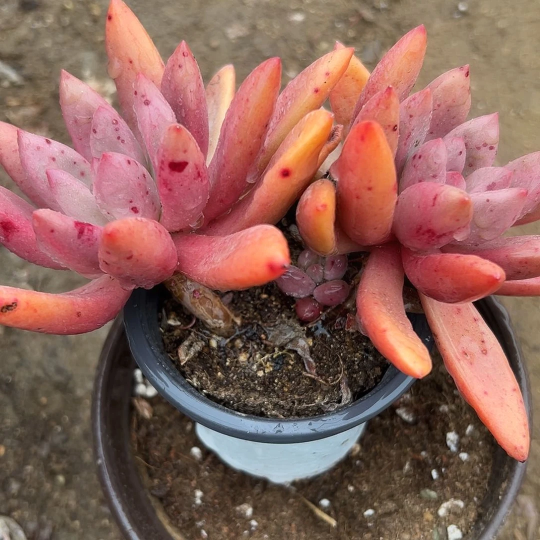 多肉植物桃花源老庄