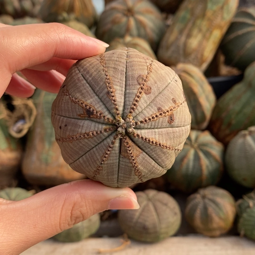 1布纹球精品一物一拍