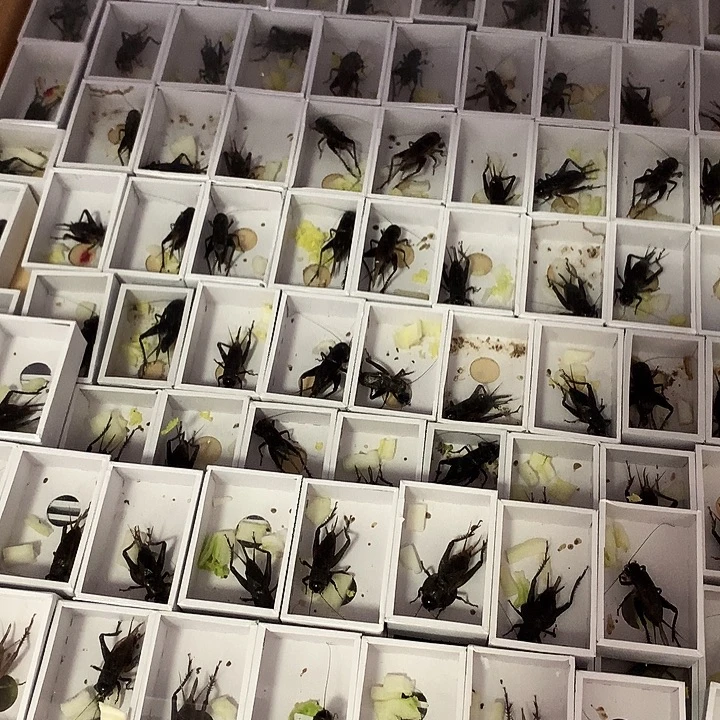 蟋蟀六只野子黑虫