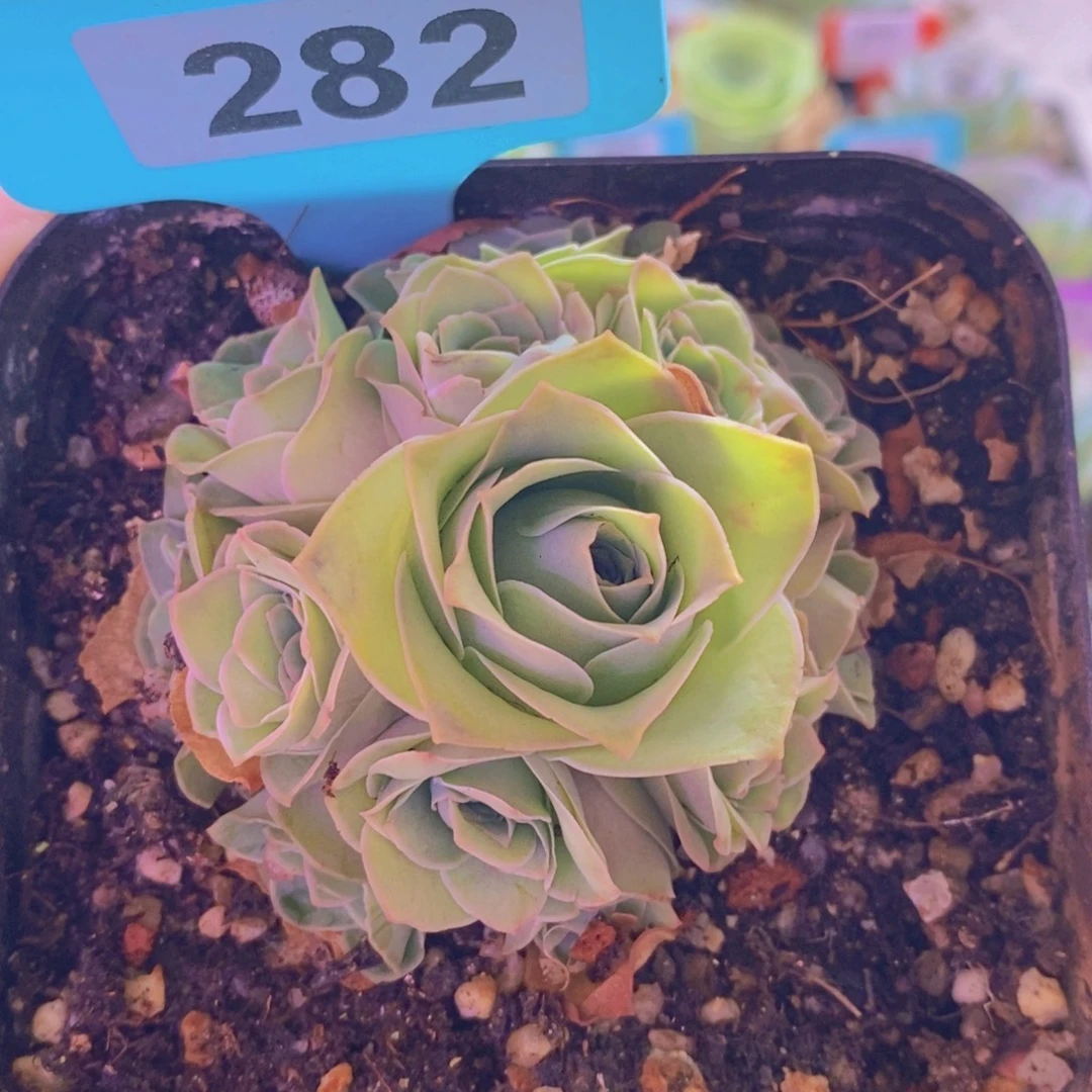山地玫瑰一物一拍紫芙282