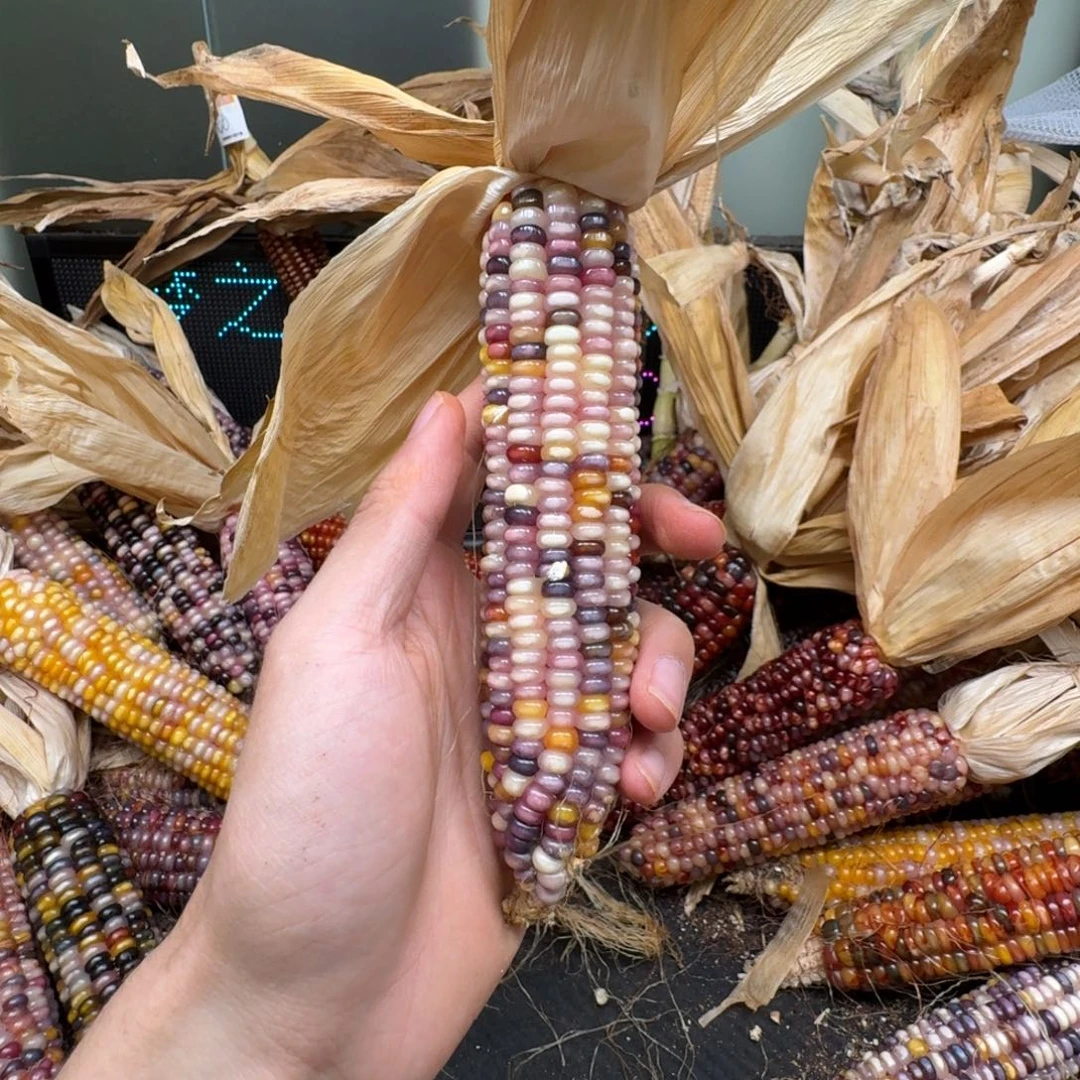 柏香籽/百香籽吊坠?****?