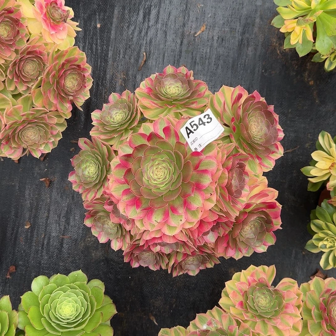 雨荷多肉植物a543