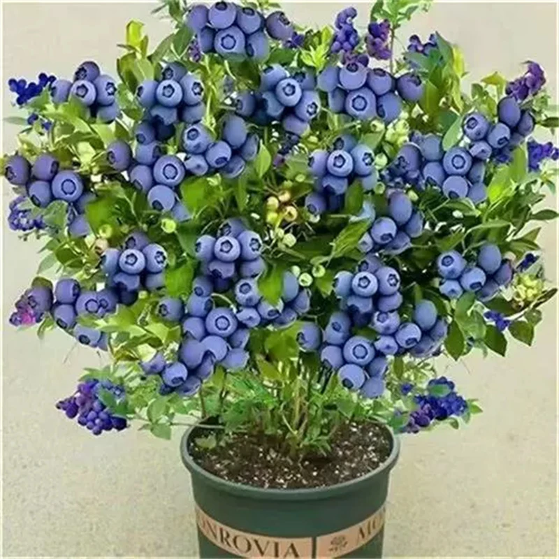 【买一送一 带花苞发货】蓝莓果树南北方盆栽地载种植当年结果蓝莓