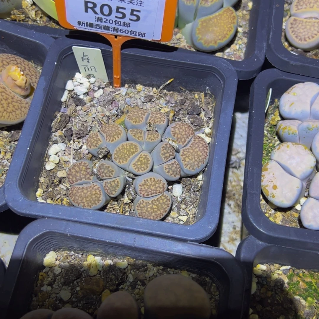 055 一物一拍，默认有伤，介意勿拍，不退不换