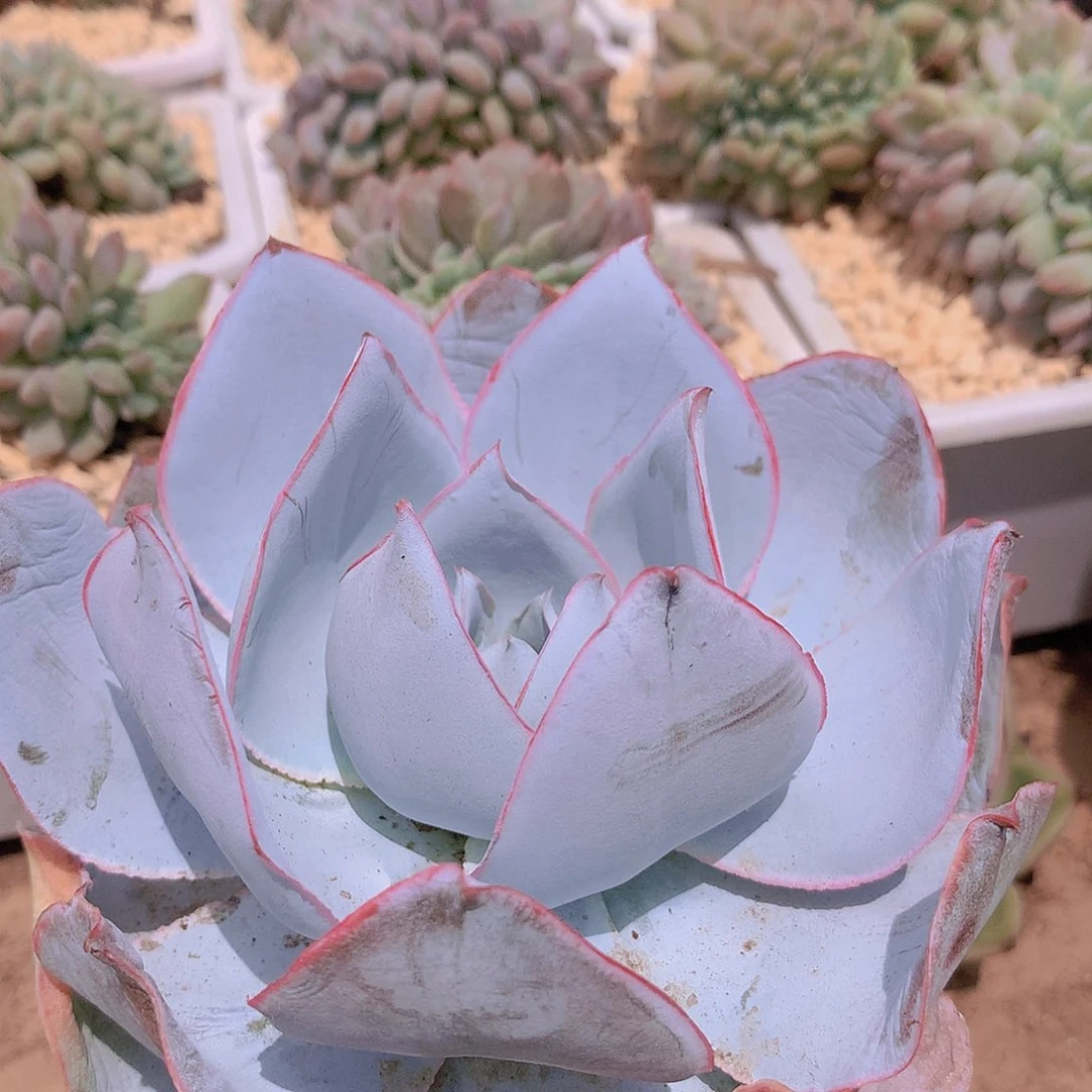 广寒宫23578899900