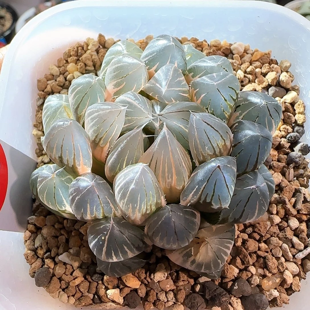 359号霓虹灯糊斑一物一拍带盆土