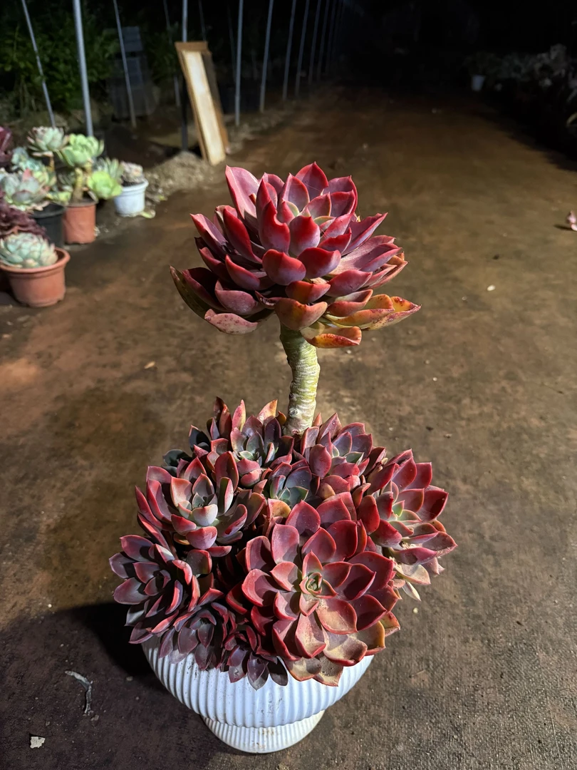 精品多肉   琼斯