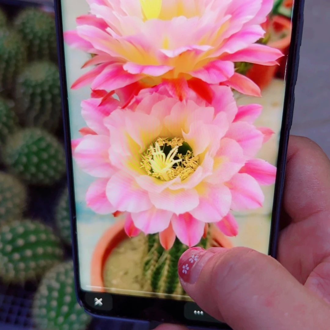 下75毛曙光歪无根侧芽5公分左右20包邮