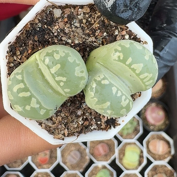 生石花1111。    331