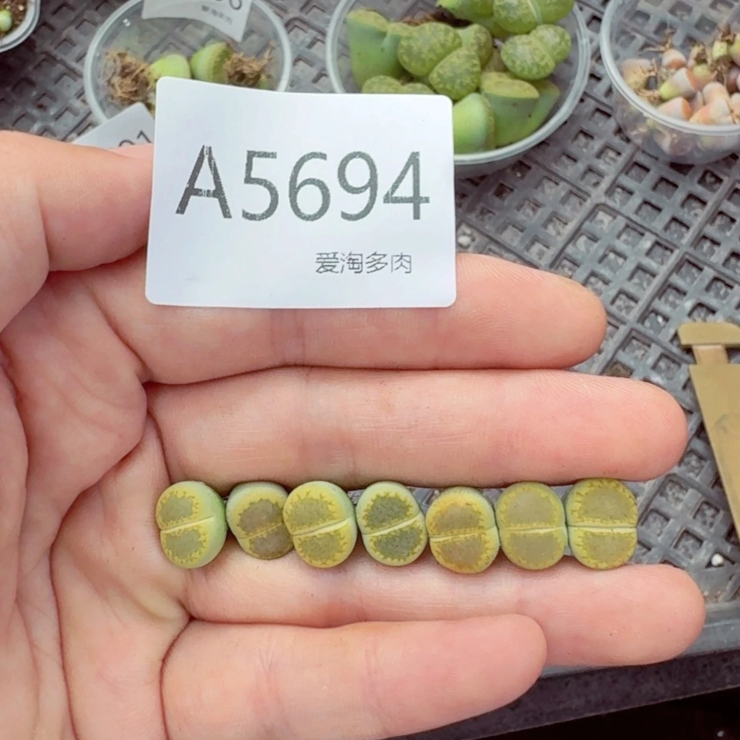 5694—生石花 生石花