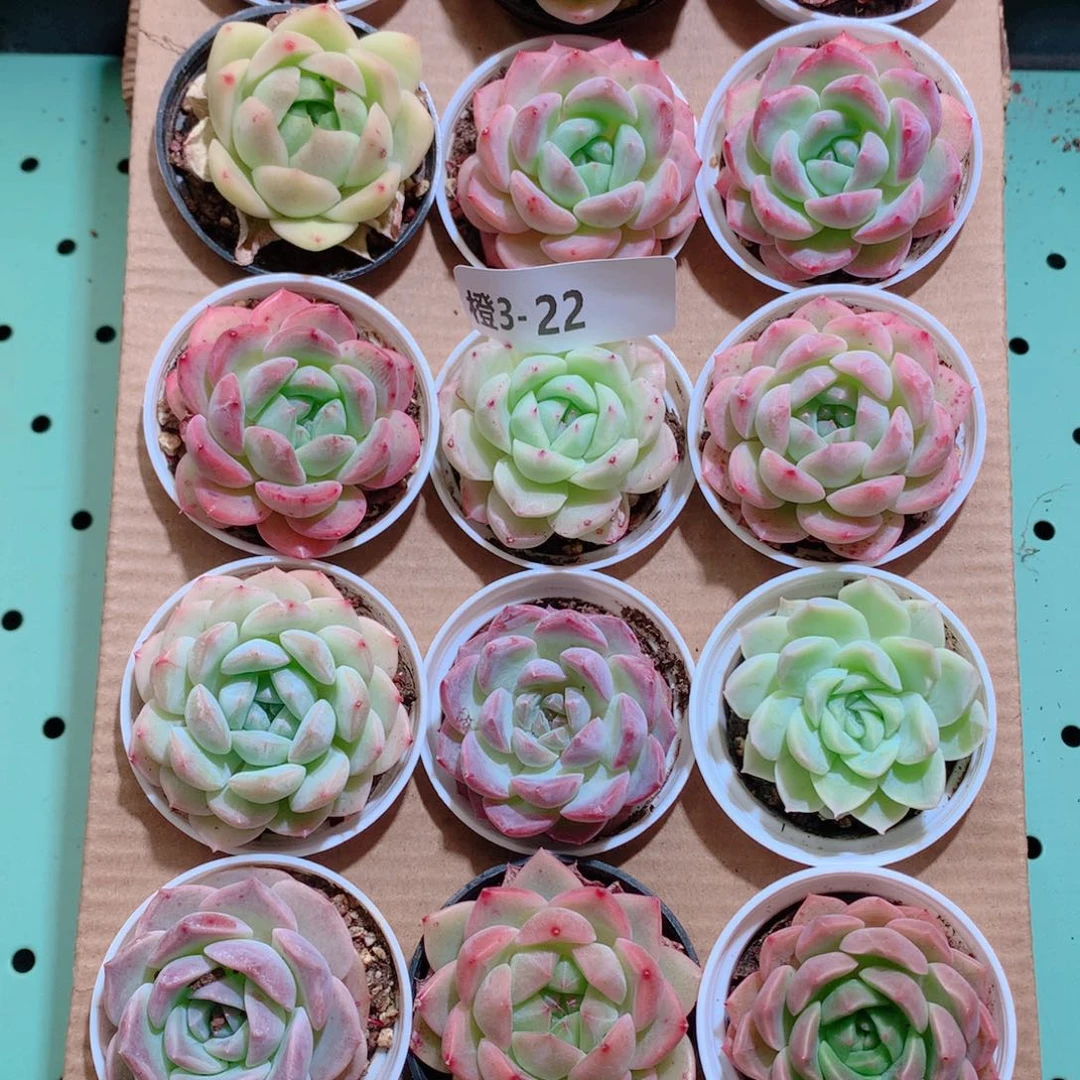 3-22一物一拍带盆18颗