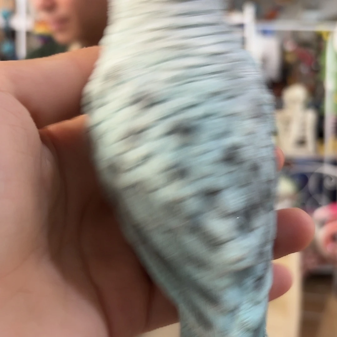 核桃木/黑胡桃（胡桃木）