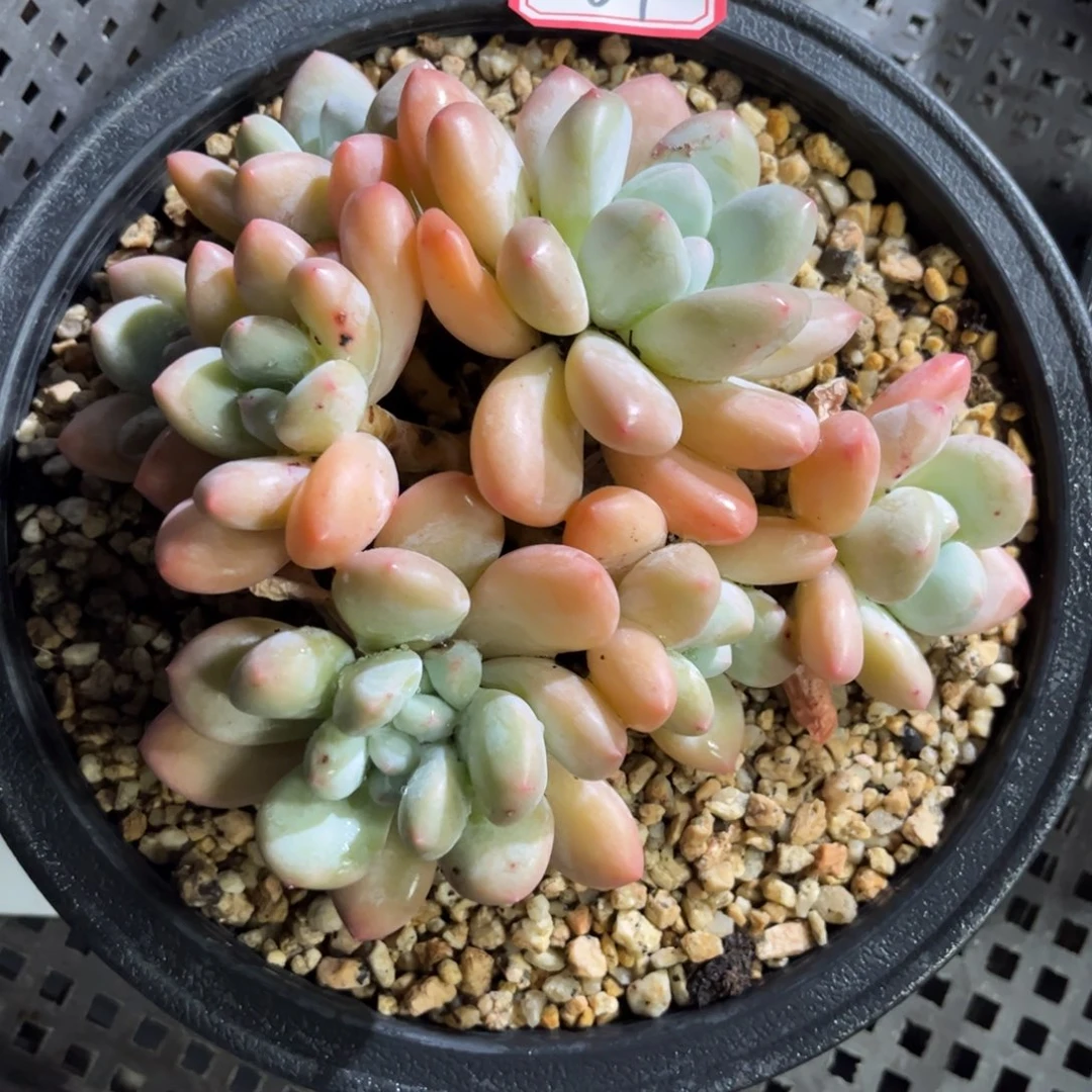 61号香水老桩只发新疆