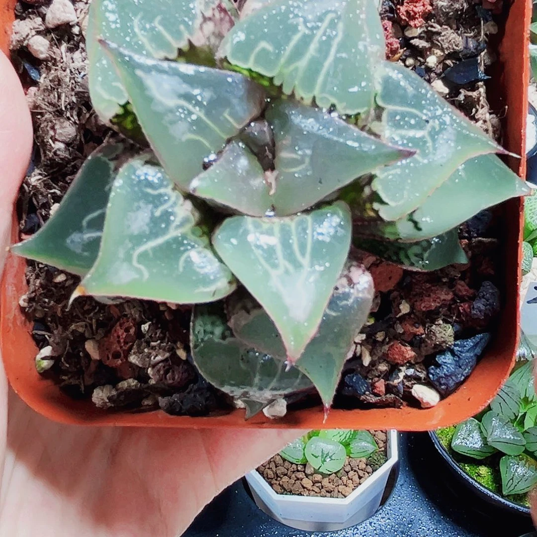 酒吞童子多肉植物666666