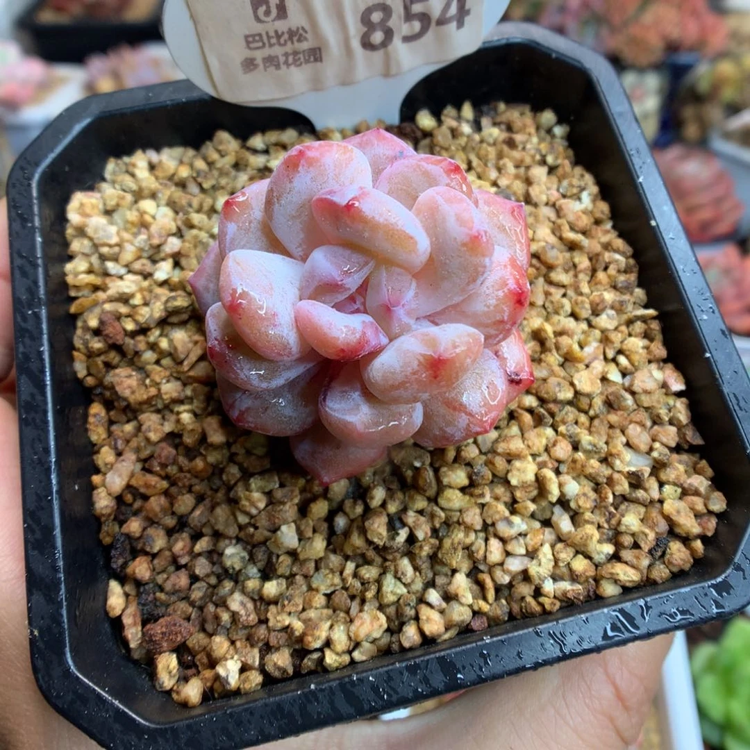 854星影石化多肉植物