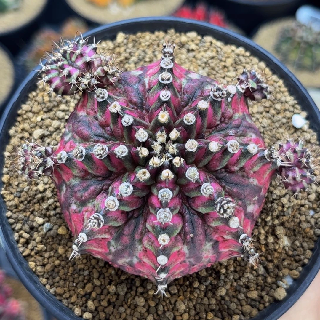 大唐美人鱼  米哈仙人球