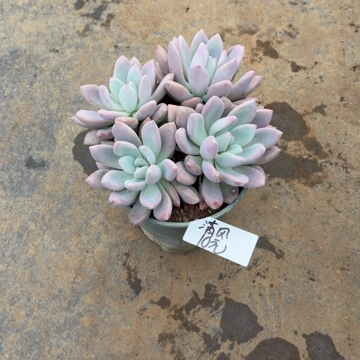 水***球多肉植物一物一拍