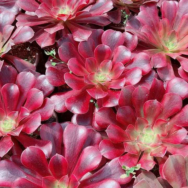 美杜莎主头多肉植物