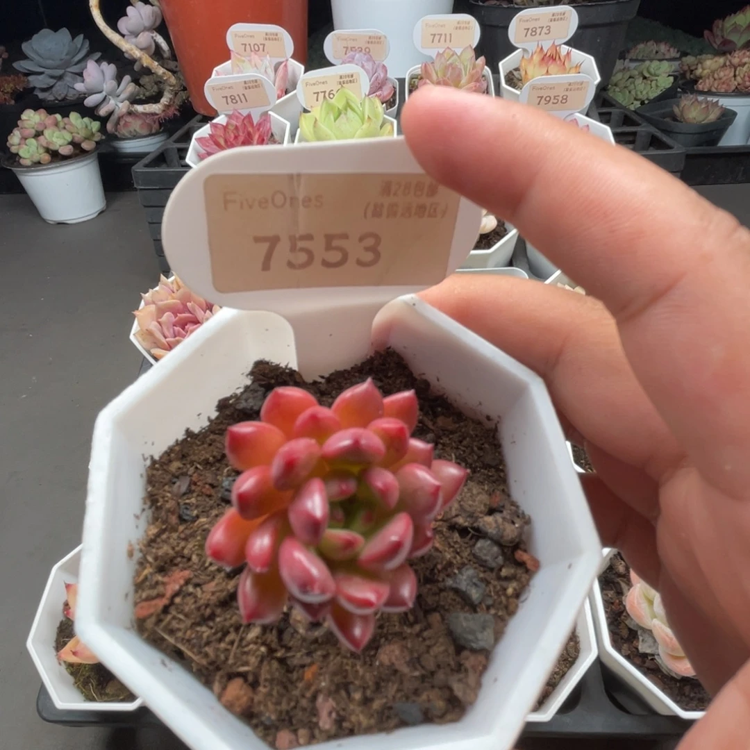 7553红宝石4.0厘米